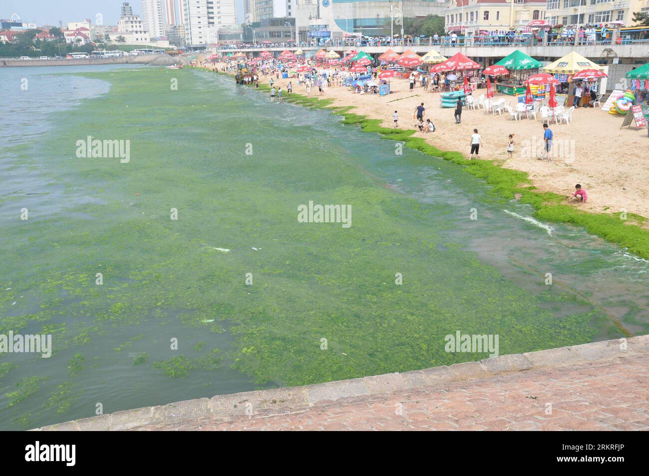 Bildnummer: 58238386 Datum: 12.07.2012 Copyright: imago/Xinhua (120713) -- QINGDAO, 13 luglio 2012 (Xinhua) -- la foto scattata il 12 luglio 2012 mostra la costa occupata da alghe verdi presso la 6a spiaggia balneare pubblica di Qingdao, nella provincia dello Shandong della Cina orientale, 12 luglio 2012. Le alghe verdi, o enteromorpha prolifera, hanno colpito le spiagge balneari pubbliche di Qingdao da mercoledì. (Xinhua/Huang Jiexian) (lfj) CHINA-SHANDONG-QINGDAO-GREEN ALGAE (CN) PUBLICATIONxNOTxINxCHN Gesellschaft Küste Meer Algen Algenpest Wasser China Plage Algenplage xdp x0x 2012 quer premiumd 58238386 Data 12 07 2 Foto Stock