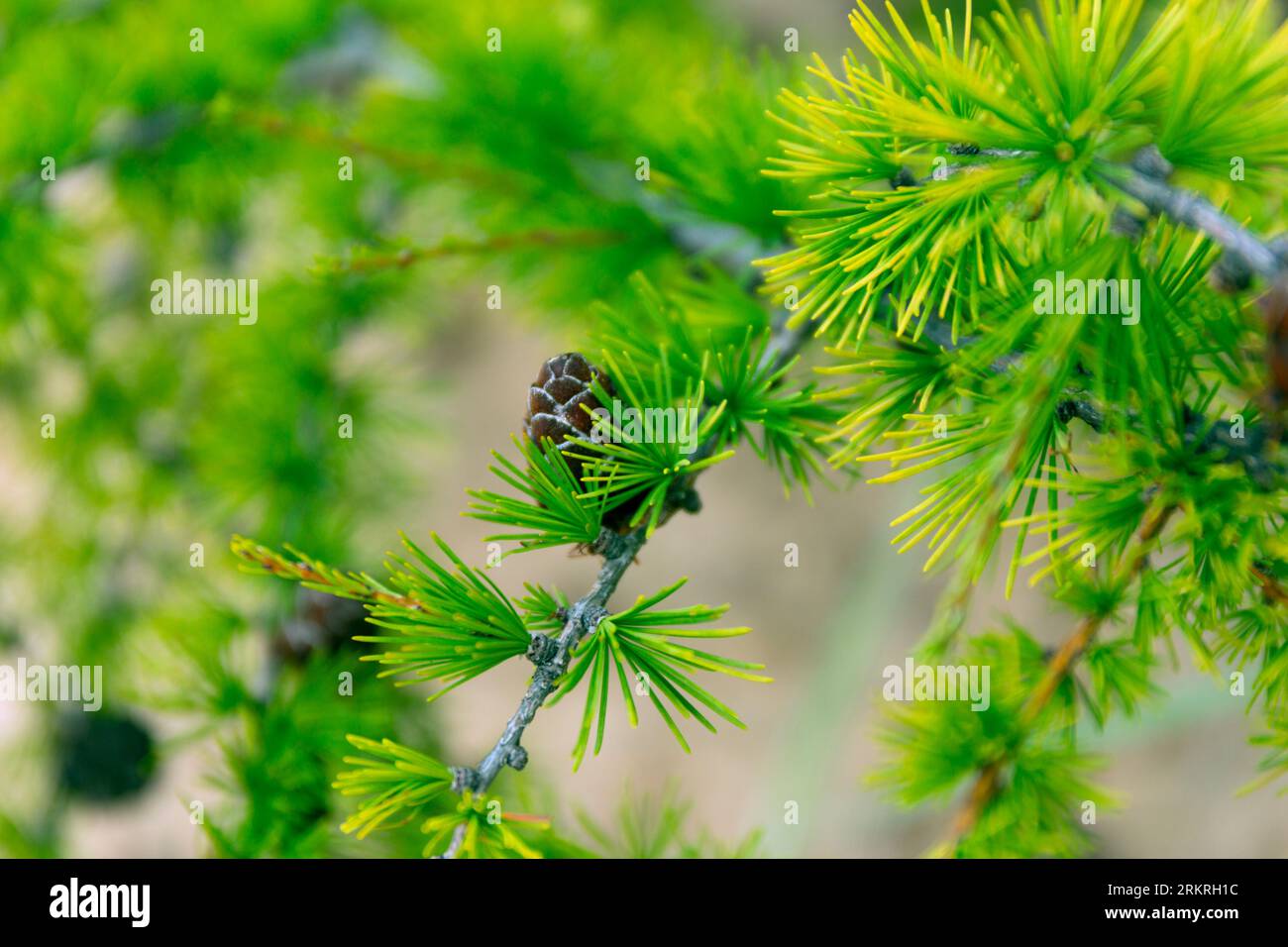 Baikal Larch Pine Cones Close Up sfondo morbido Foto Stock