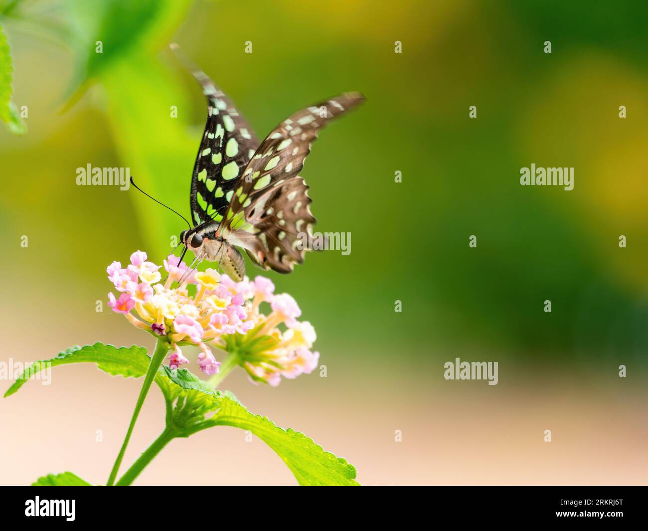 ghiandaia dalla coda, graphium agamemnon, farfalla su fiori di lantana rosa e gialli in Thailandia. Profondità di campo ridotta con messa a fuoco sulla testa della farfalla Foto Stock