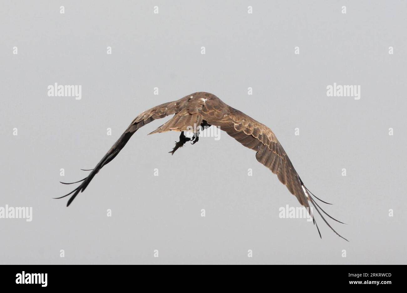 Bildnummer: 58316404 Datum: 06.08.2012 Copyright: imago/Xinhua (120806) -- SRINAGAR, 6 agosto 2012 (Xinhua) -- An Eagle tiene un pesce morto tra i suoi artigli che volano sopra il lago Nigeen a Srinagar, capitale estiva del Kashmir controllato dagli indiani, 6 agosto 2012. Migliaia di pesci morti sono stati trovati galleggiare sul lago domenica a causa dell'esaurimento di ossigeno e della fluttuazione della temperatura dell'acqua, secondo i media locali. (Xinhua/Javed dar)(ctt) KASHMIR-SRINAGAR-NIGEEN LAKE-DEAD FISHES PUBLICATIONxNOTxINxCHN Gesellschaft Wasser Ökologie Tiere Fische Tod Fischsterben xjh x0x 2012 quer 58316404 Data 0 Foto Stock