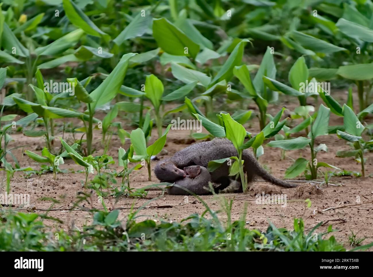Mongoose Family che gioca nel Banana Garden Foto Stock