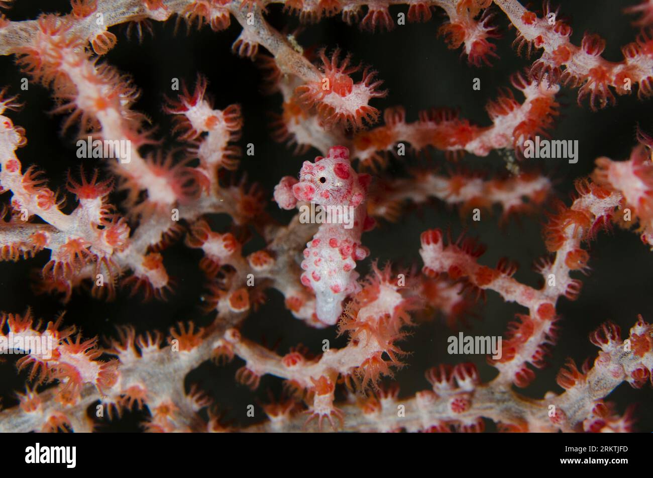 Pygmy Seahorse, Hippocampus bargibanti, On Sea fan, ordine Alcyonacea, immersione notturna, sito di immersione Galaxy, Penemu Island, Raja Ampat, West Papua, Indonesia Foto Stock