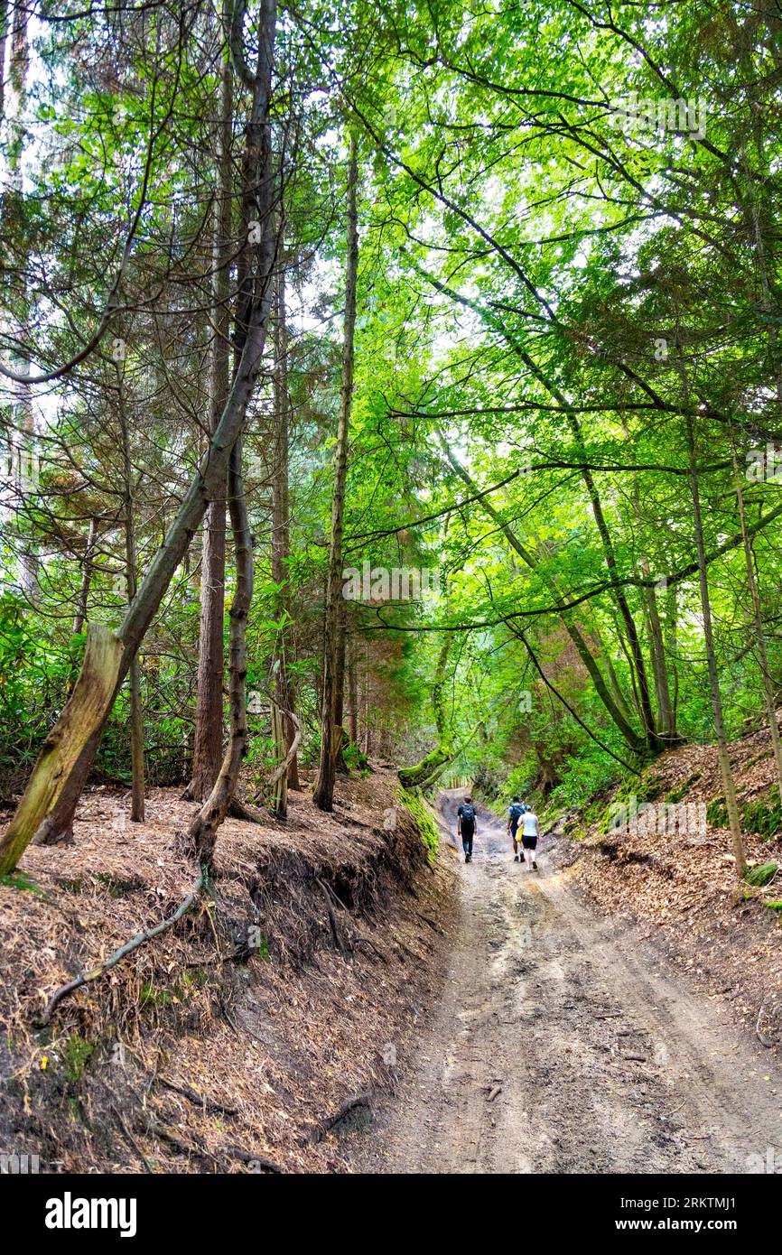 Escursionisti che camminano lungo una strada sommersa a Surrey Hills vicino all'abbazia di Waverley, Surrey, Inghilterra Foto Stock