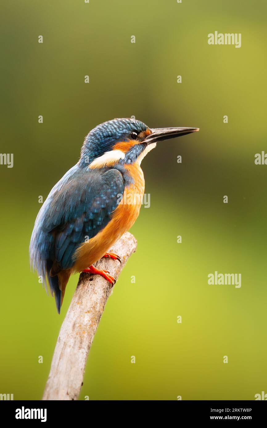 Comune kingfisher seduto su una filiale alla luce del mattino d'estate Foto Stock