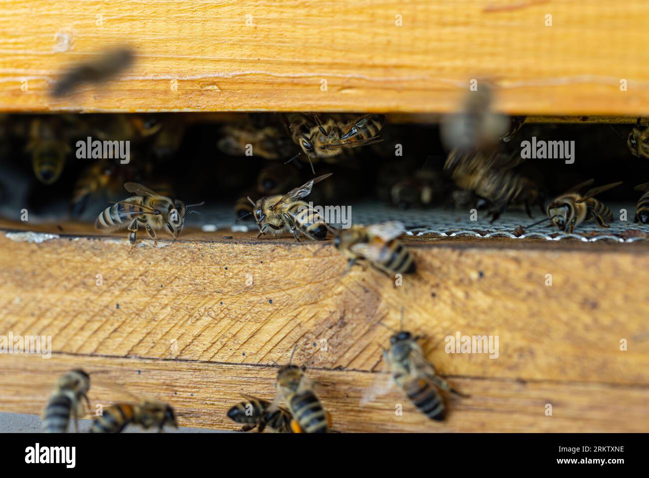 Primo piano delle api volanti. Alveari in un apiario con api che volano verso le tavole di atterraggio Foto Stock