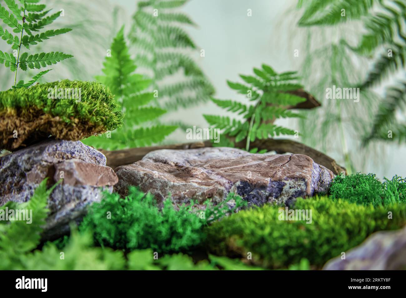Podio di roccia naturale nella foresta con felce e muschio. Vetrina vuota per la presentazione del prodotto. Sfondo naturale. Foto Stock