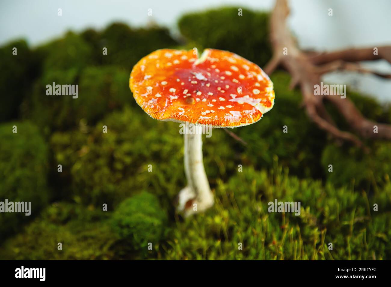Vola agarico sul muschio verde. Elemento naturale per la progettazione, spazio di copia. Foto Stock