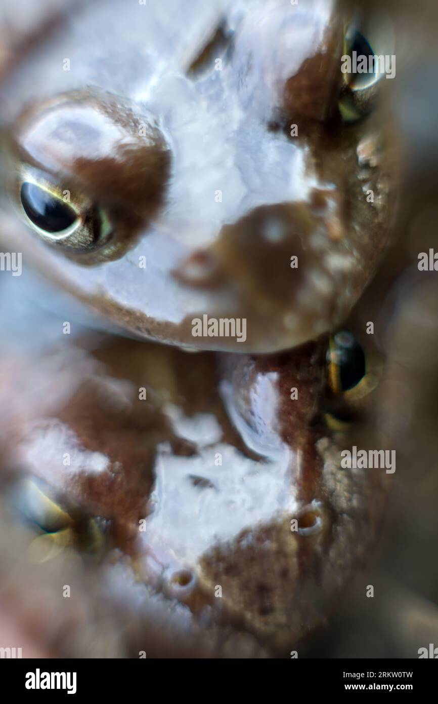 Immagini insolite di doppia rana in visage bagnato. Messa a fuoco morbida per la fotografia macro Foto Stock