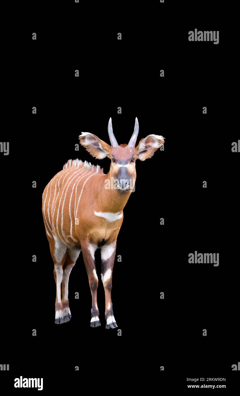 Antilope Bongo su sfondo nero Foto Stock