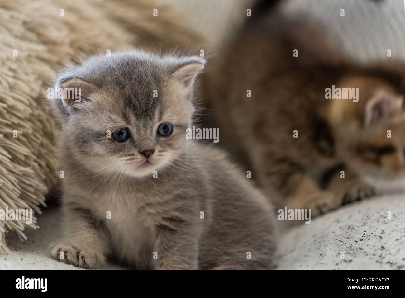 Un gattino randagio appena nato nel nido. Foto Stock