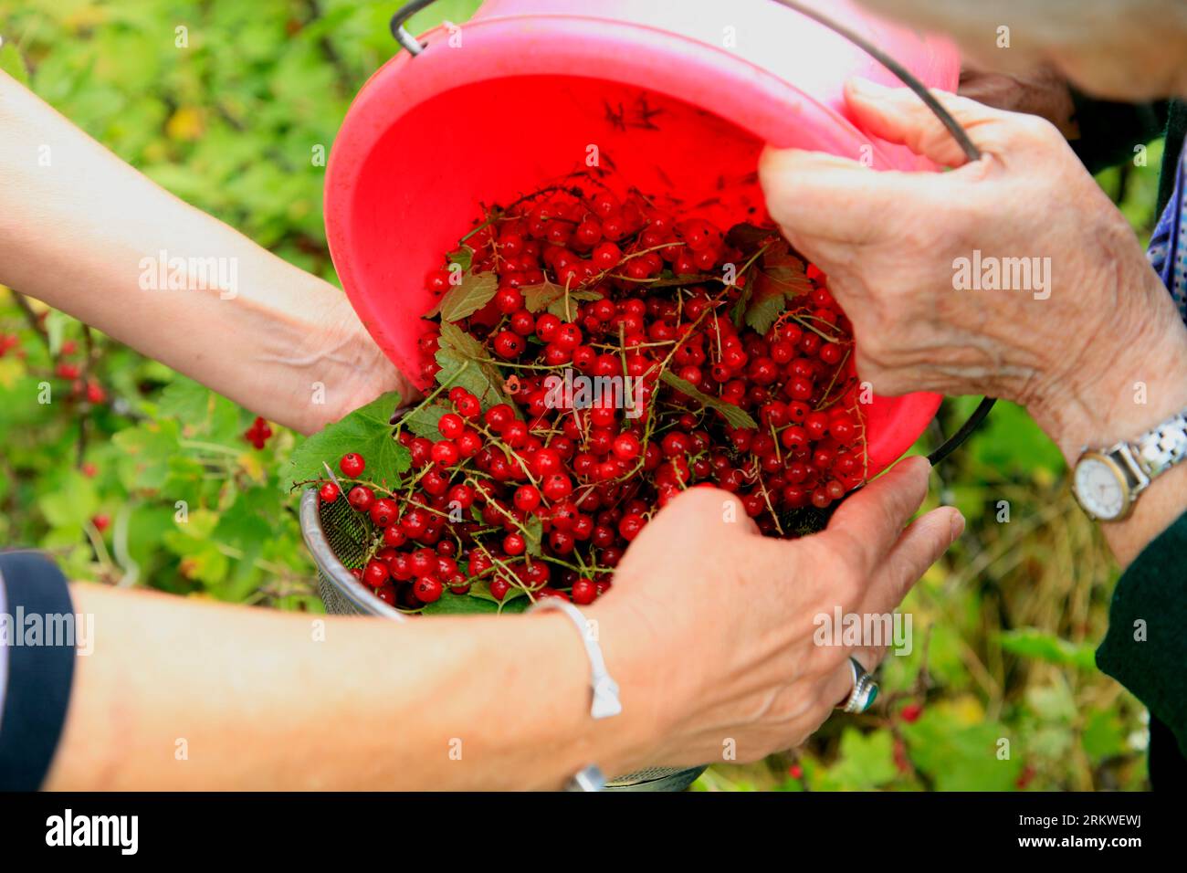 Raccolta di ribes rossi nella campagna vicino a Nancy. Malzeville, Lorraine, Francia Foto Stock