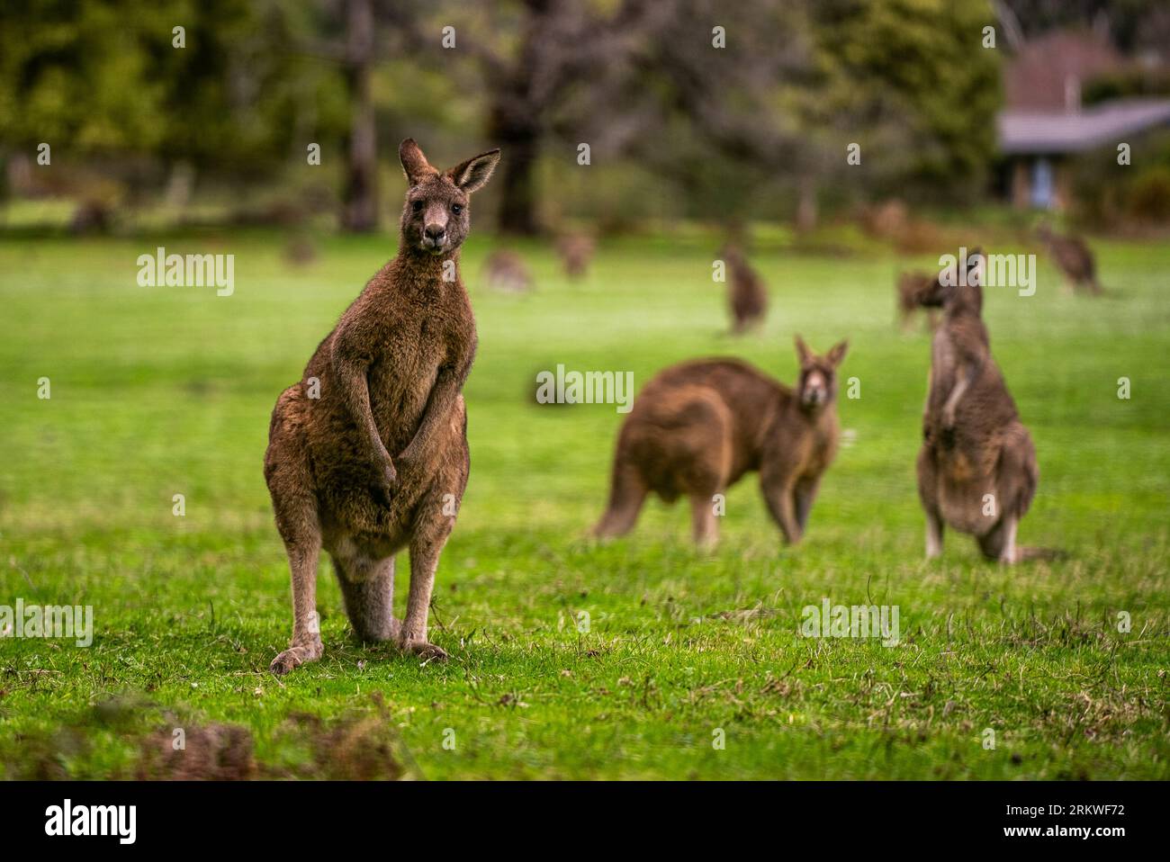 I canguri australiani in piedi in un campo erboso, che pascolano sulla vegetazione. Foto Stock