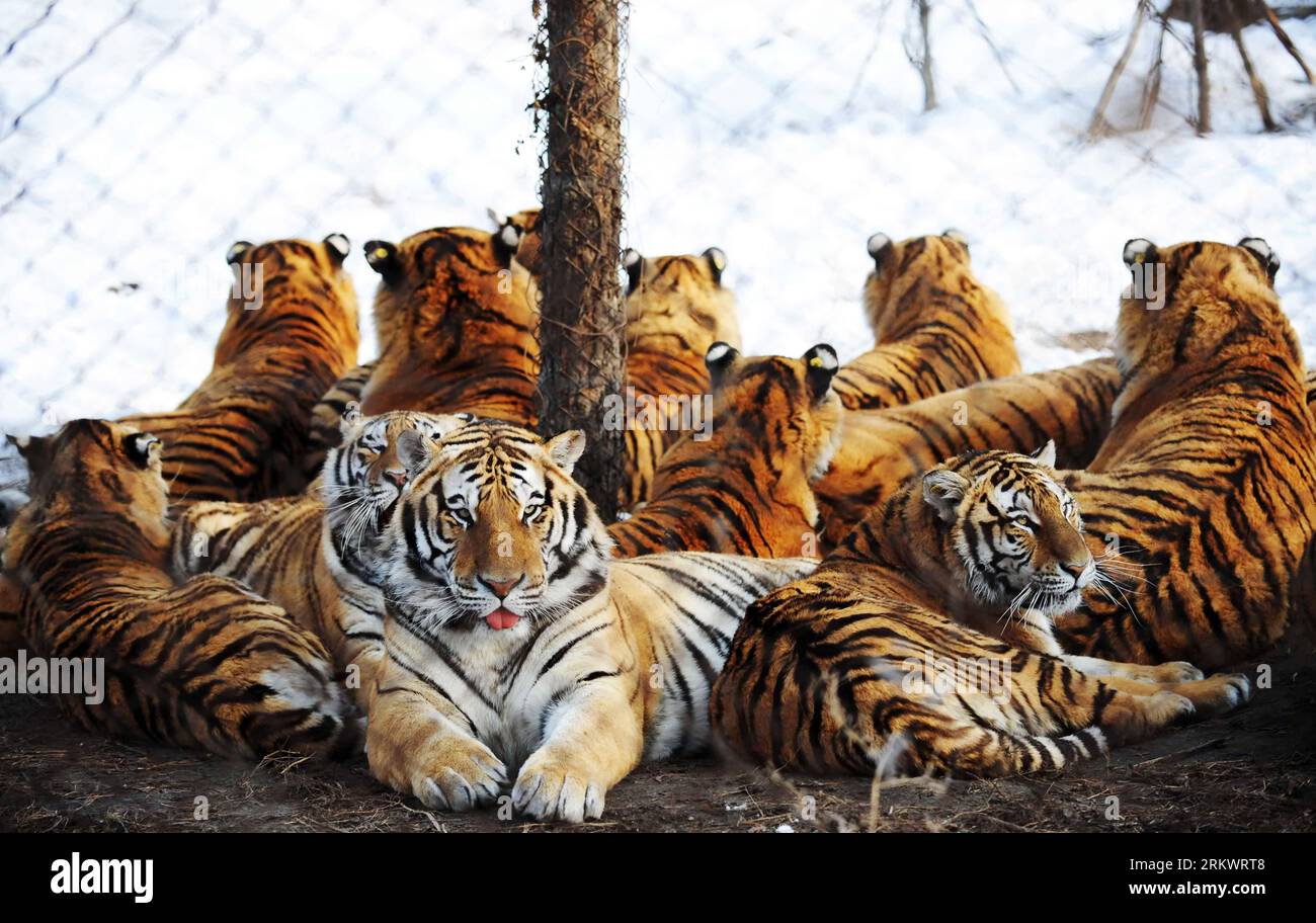 Che Sono Anche Conosciute Come Le Tigri Dell amur Immagini E Fotografie Che Sono Anche Conosciute Come Le Tigri Dell amur Immagini E Fotografie