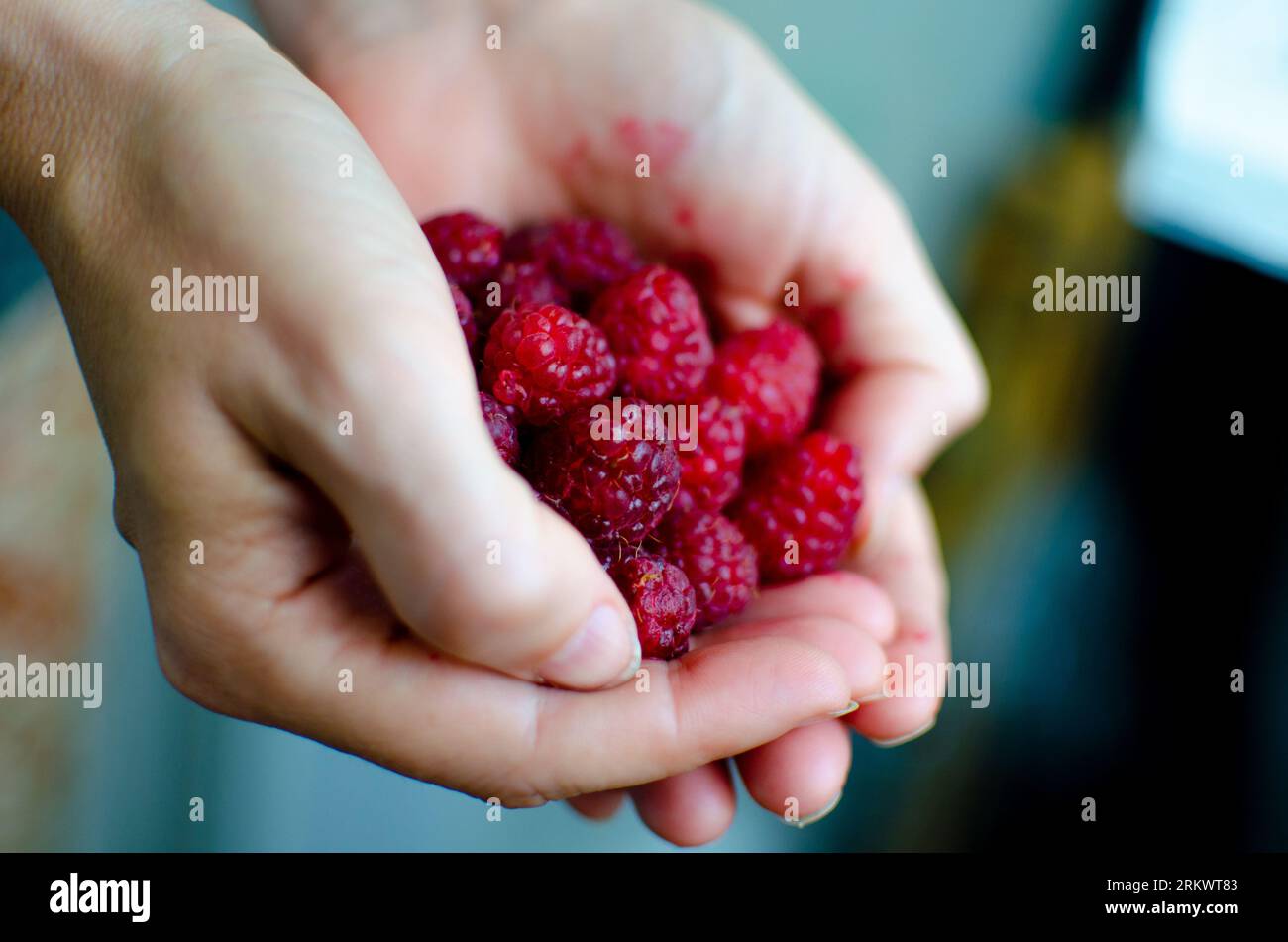 Manciata di frutti estivi di lamponi rossi maturi in donna palme mani braccia sullo sfondo sfocato Foto Stock