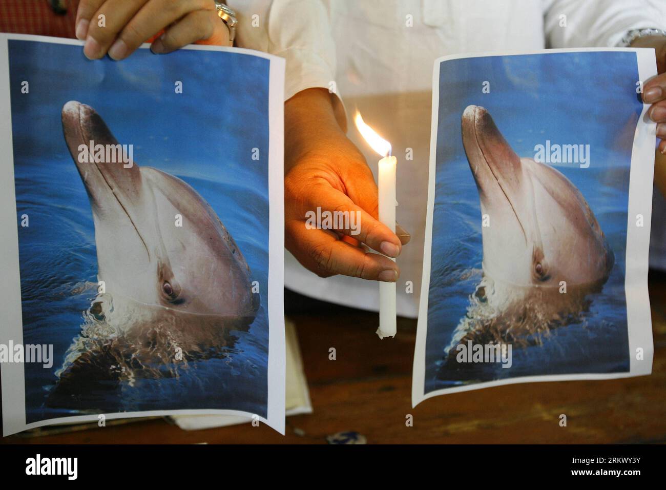 Bildnummer: 58803272 Datum: 26.11.2012 Copyright: imago/Xinhua (121126) -- MANILA, 26 novembre 2012 (Xinhua) -- ambientalisti e sostenitori del benessere animale tengono una candela accesa e foto di un delfino chiamato Wen Wen a Quezon City, Filippine, 26 novembre 2012. Il delfino maschio Wen Wen, uno dei delfini diretti al Marine Life Park presso il Resorts World Sentosa di Singapore, è morto durante il volo dalle Filippine il 22 novembre 2012. (Xinhua/Rouelle Umali)(dzl) FILIPPINE-QUEZON-DOLPHIN-DEATH PUBLICATIONxNOTxINxCHN Gesellschaft Tierschutz Kerze Delphin x0x xmb 2012 quer 58803272 Data 26 11 Foto Stock