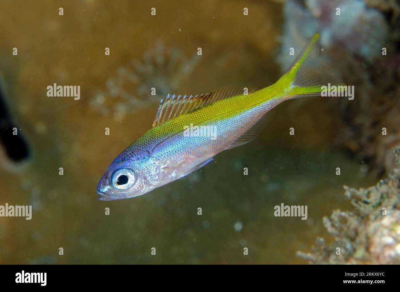 False Fusilier dalla coda gialla, Paracaesio xanthura, sito di immersione della Jemeluk Bay Gallery, Amed, Karangasem, Bali, Indonesia Foto Stock