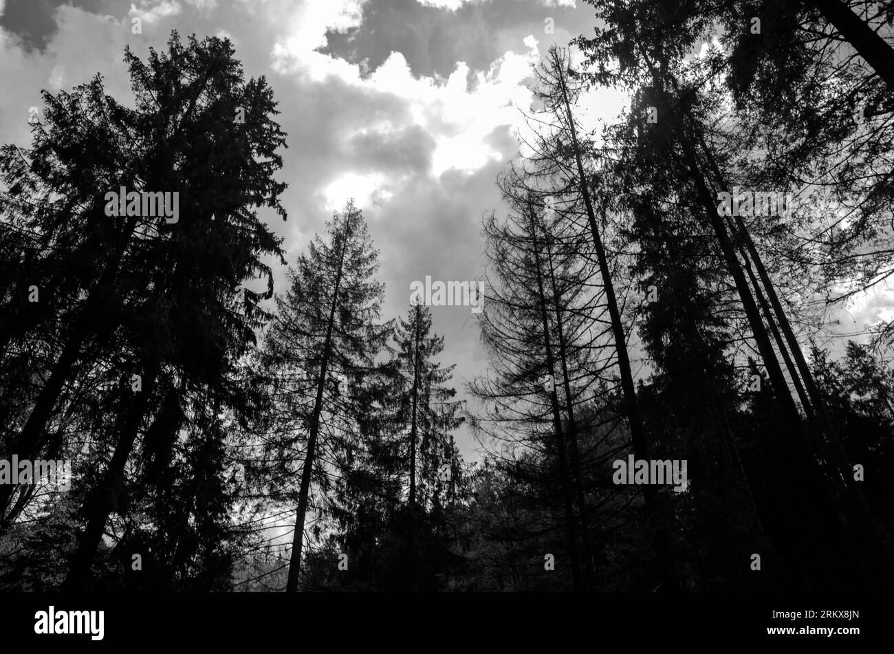 Foresta misteriosa in bianco e nero, concetto di orrore e paura, sfondo cupo Foto Stock