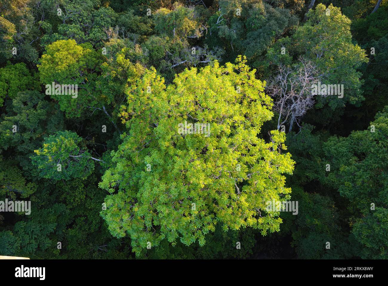 Vista sulla tettoia della riserva forestale di Adolpho Ducke, Manaus, stato dell'Amazzonia, Brasile Foto Stock