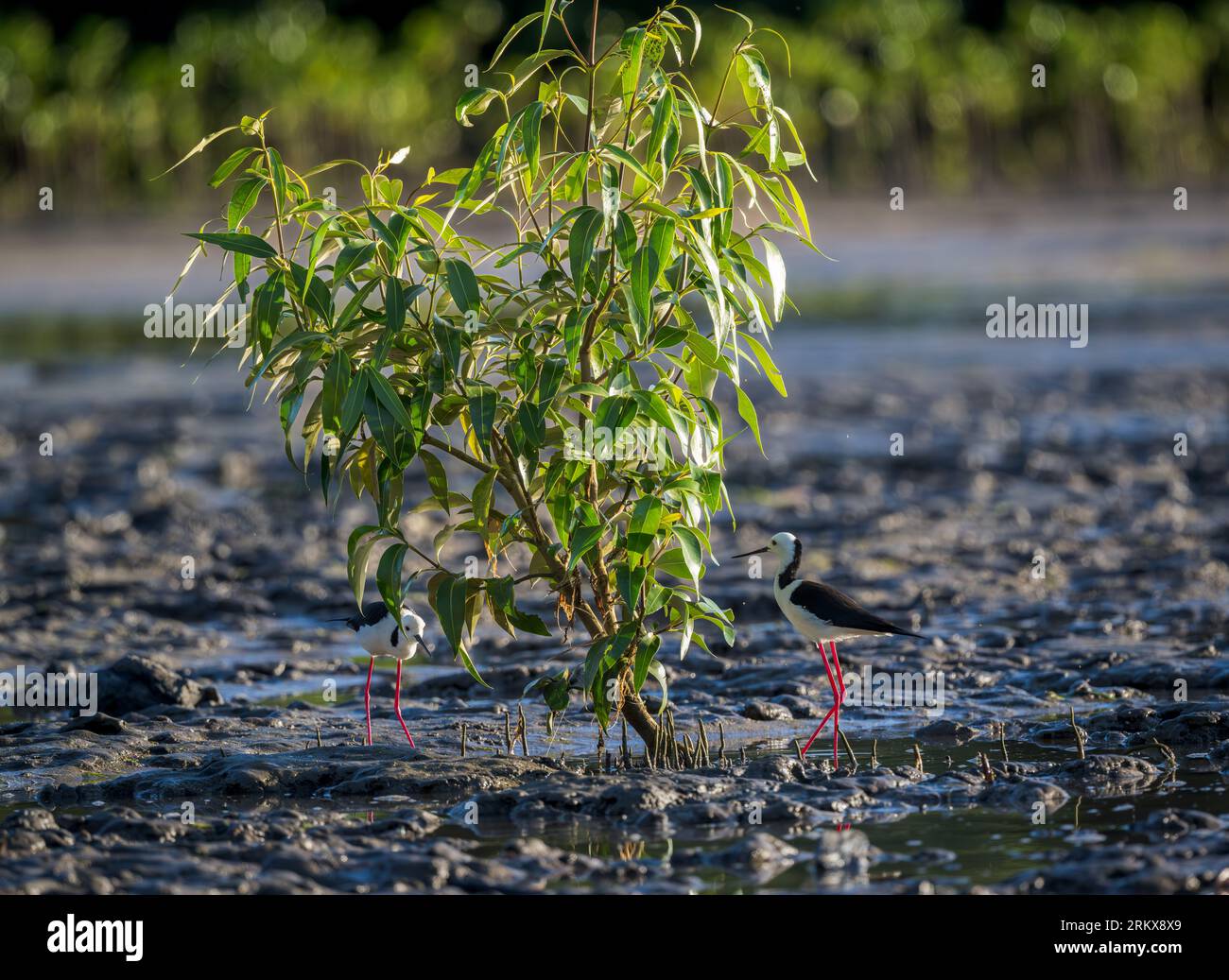 Due palafitte dalle ali nere si trovano accanto a un giovane albero di mangrovie che caccia le mosche delle mangrovie e le mosche che si radunano intorno alle foglie degli alberi al sole del mattino presto. Foto Stock