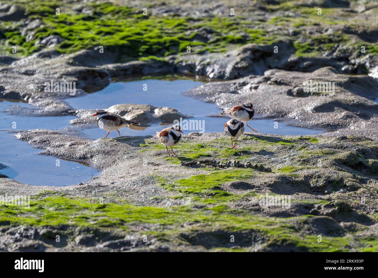 Quattro Dotterel con la parte anteriore nera si aggirano l'uno intorno all'altro cercando di stabilire le loro aree di alimentazione individuali sulle pianure fangose ricoperte di alghe. Foto Stock