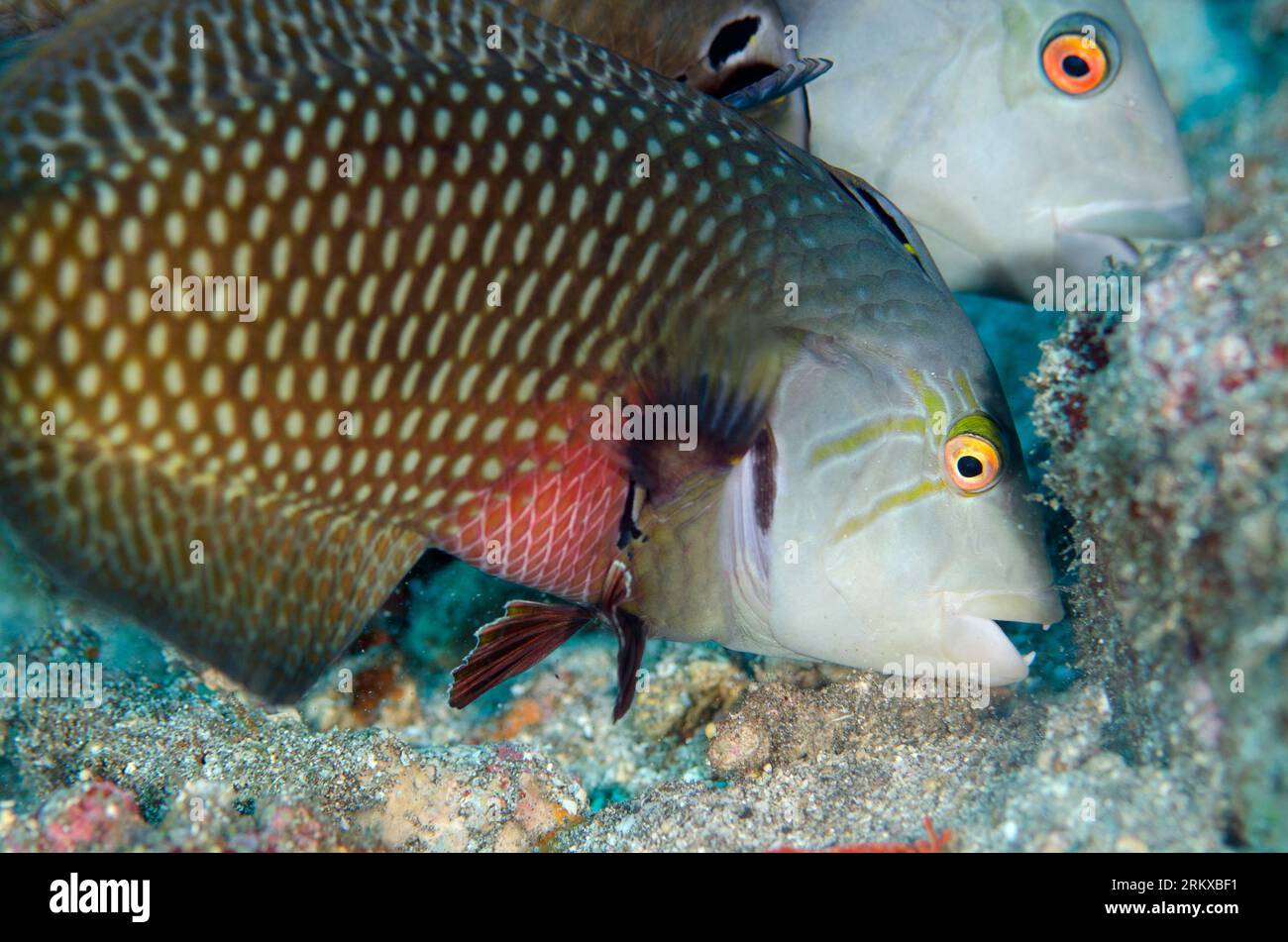 Coppia di Rockmover Wrasse, Novaculichthys taeniourus, in cerca di cibo, sito di immersione delle piramidi, Amed, Karangasem, Bali, Indonesia Foto Stock