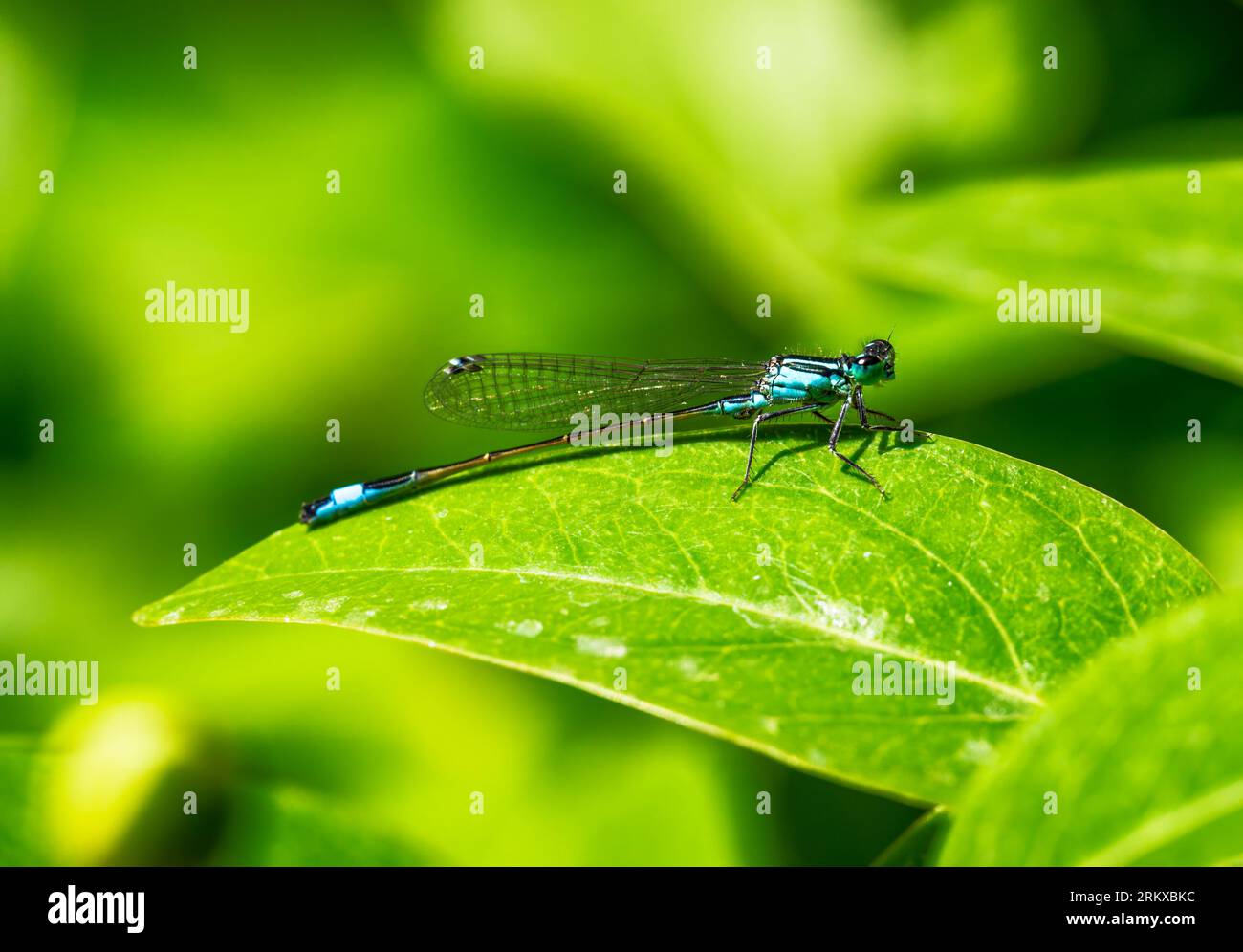 Macro di un bluetail damselfly su una foglia verde Foto Stock