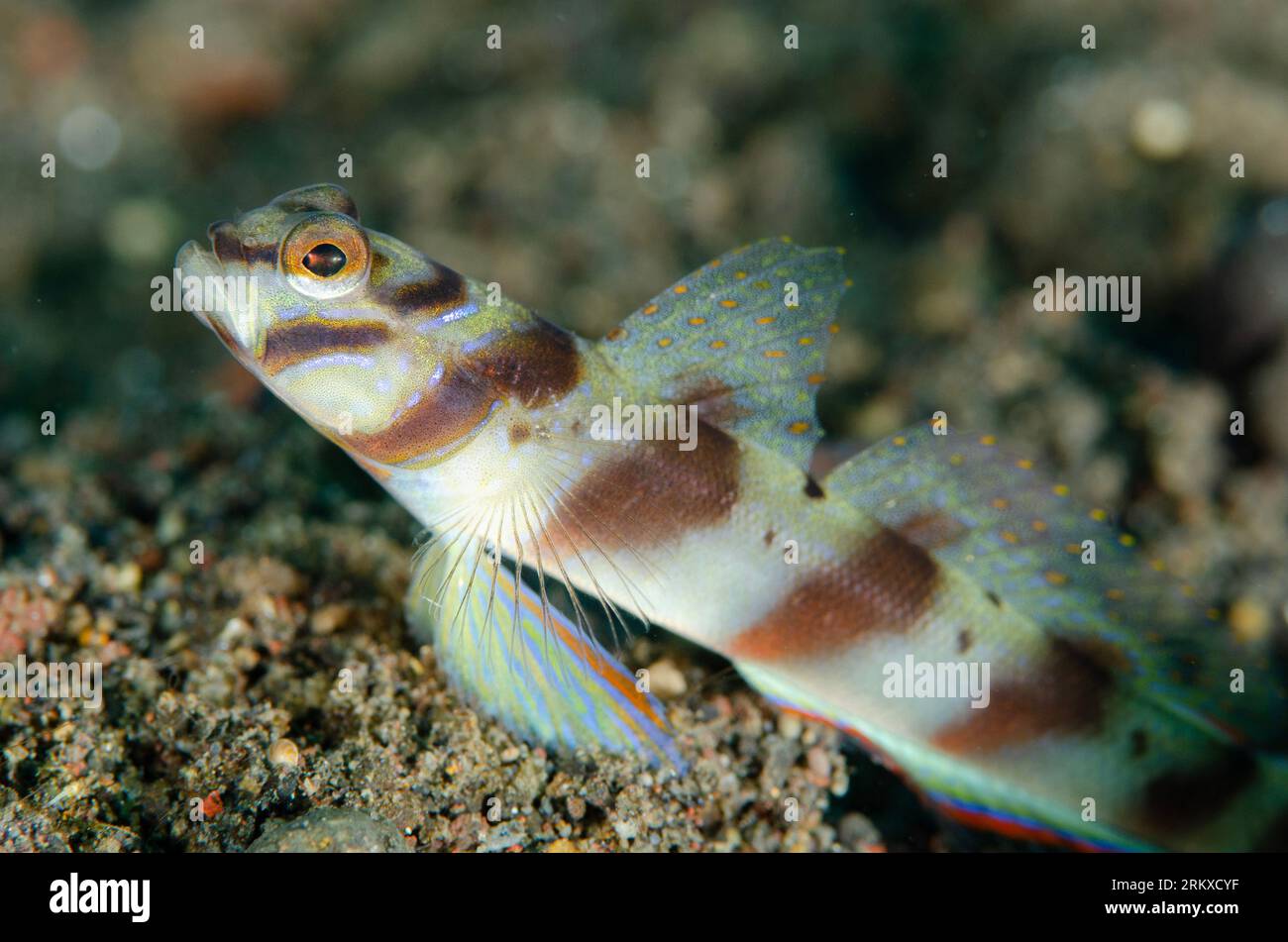 Slantbar Shrimpgoby, Amblyeleotris diagonalis, sulla sabbia, sito di immersione di Ghost Bay, Amed, Karangasem, Bali, Indonesia Foto Stock