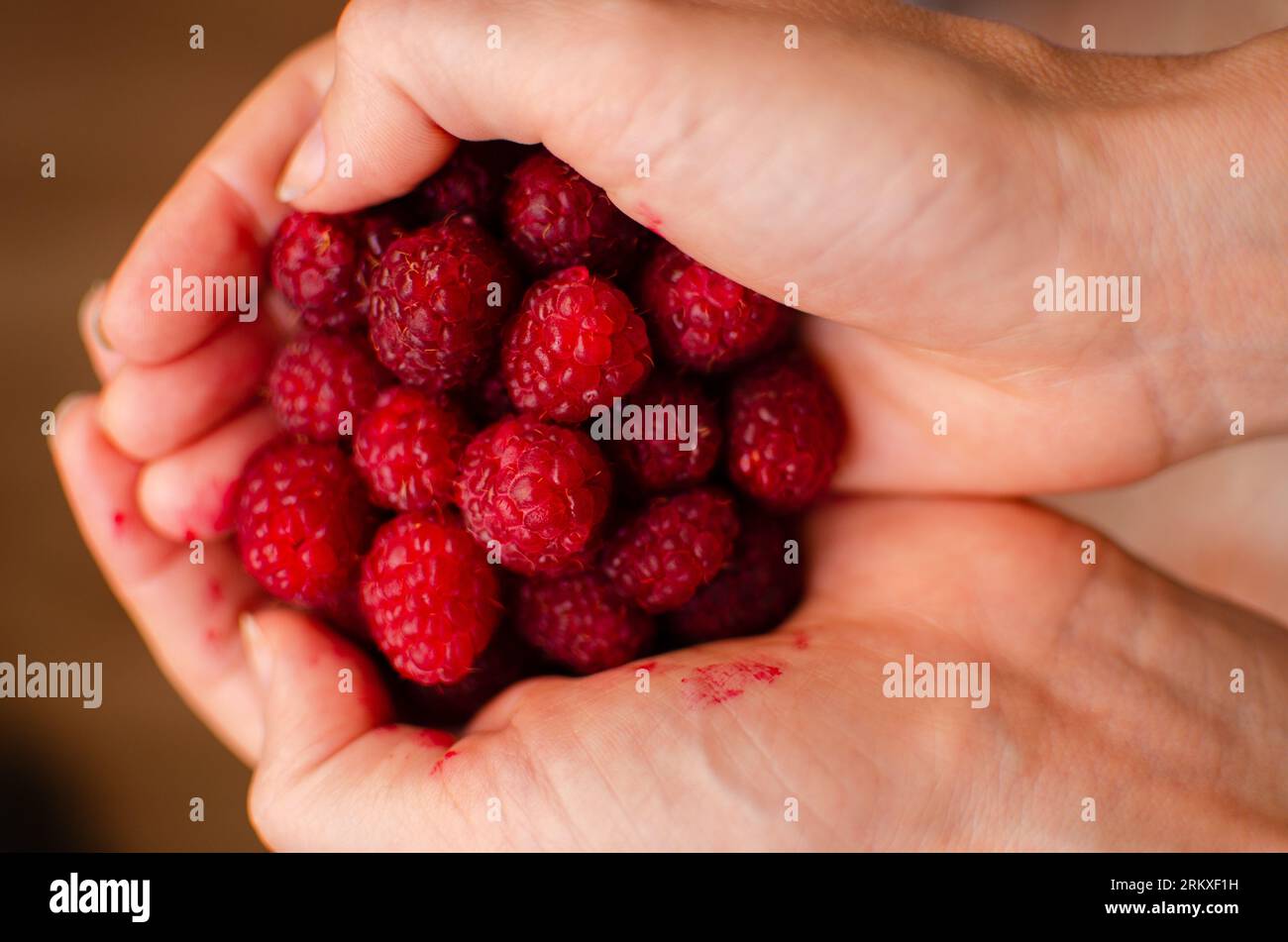 Manciata di lamponi rossi maturi dolci frutti estivi bacche di frutta nelle braccia delle donne mani sullo sfondo sfocato fotografie di cibo Foto Stock