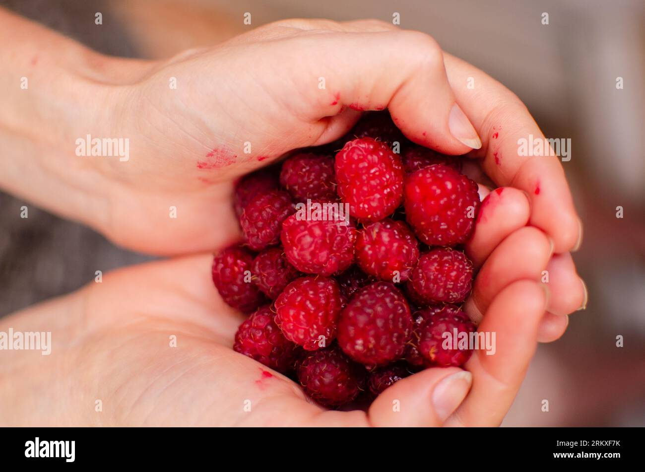 Manciata di lamponi rossi maturi dolci frutti estivi bacche di frutta nelle braccia delle donne mani sullo sfondo sfocato fotografie di cibo Foto Stock