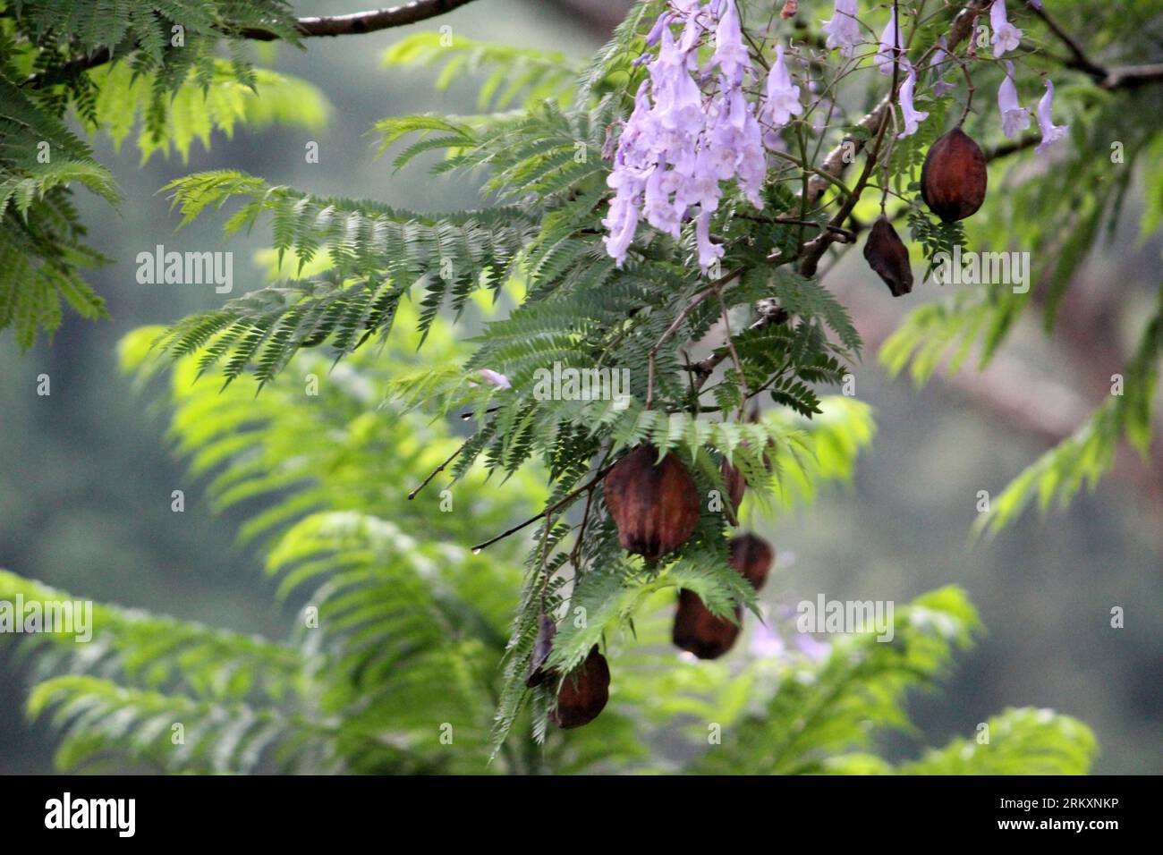 fiore profumato di primavera con fiori viola sull'albero, bellissimo fiore viola con sfondo bokeh, messa a fuoco selettiva con sfocatura Foto Stock