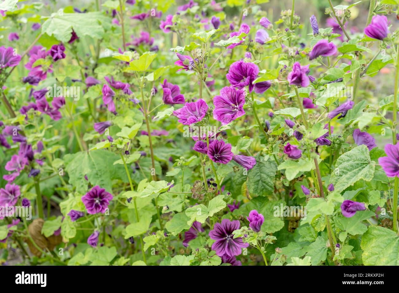 Foto dettagliata di piante di malva in fiore viola nel giardino Foto Stock