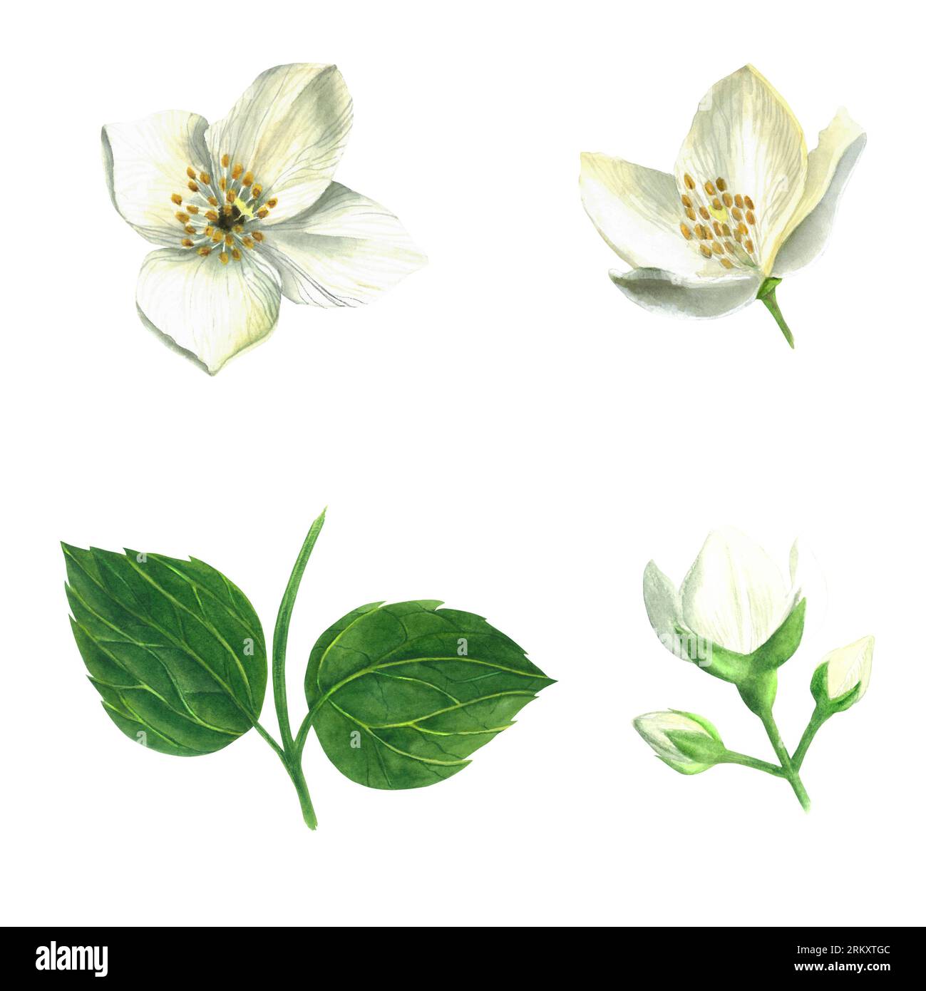 Set di illustrazioni acquerello - foglie e fiori di un arbusto del genere Hydrangea finto arancione isolato su uno sfondo bianco fatto a mano Foto Stock