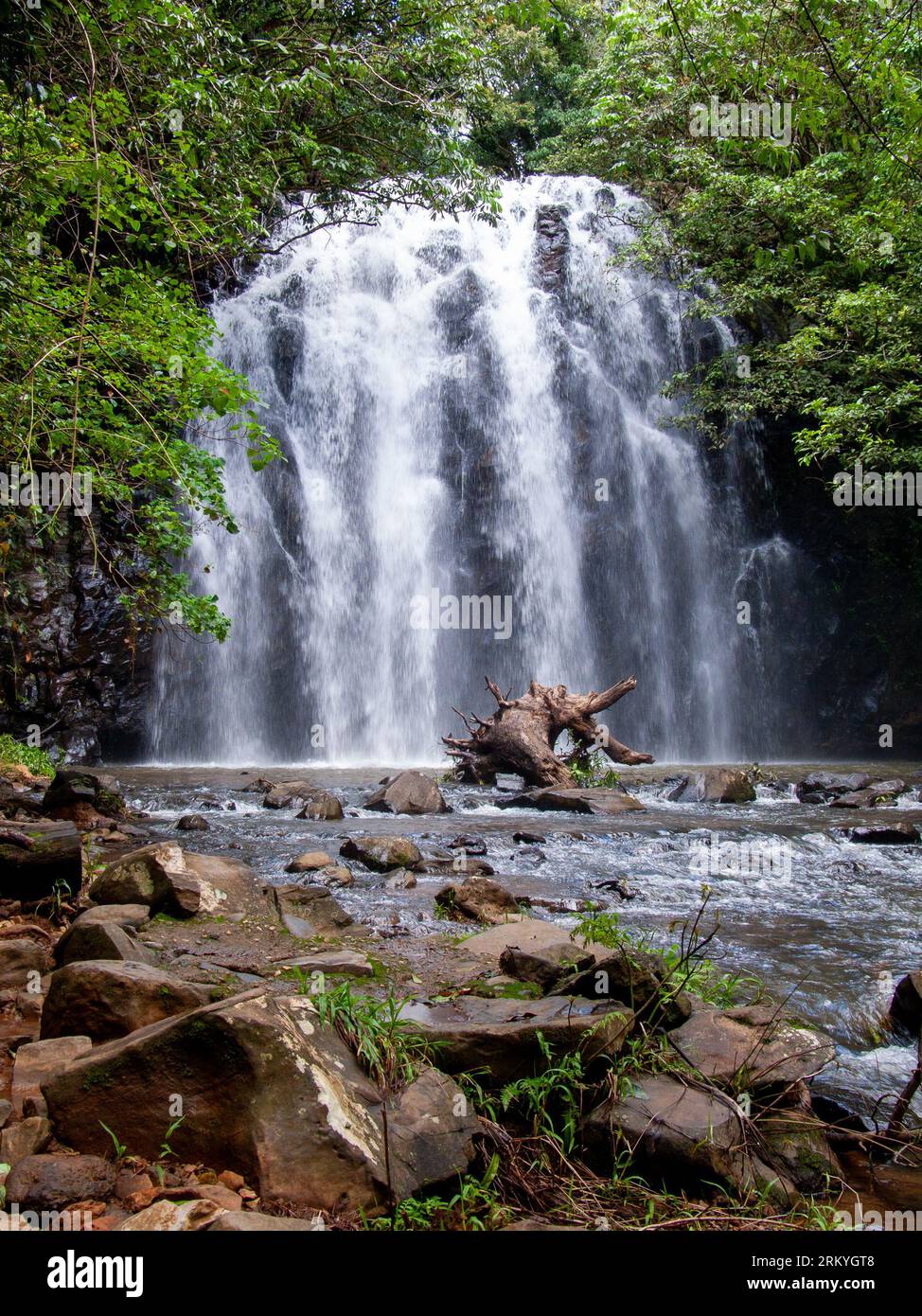 Cascate di Ellinjaa, Millaa, Millaa, far North Queensland, North Queensland, Queensland, Australia. Foto Stock