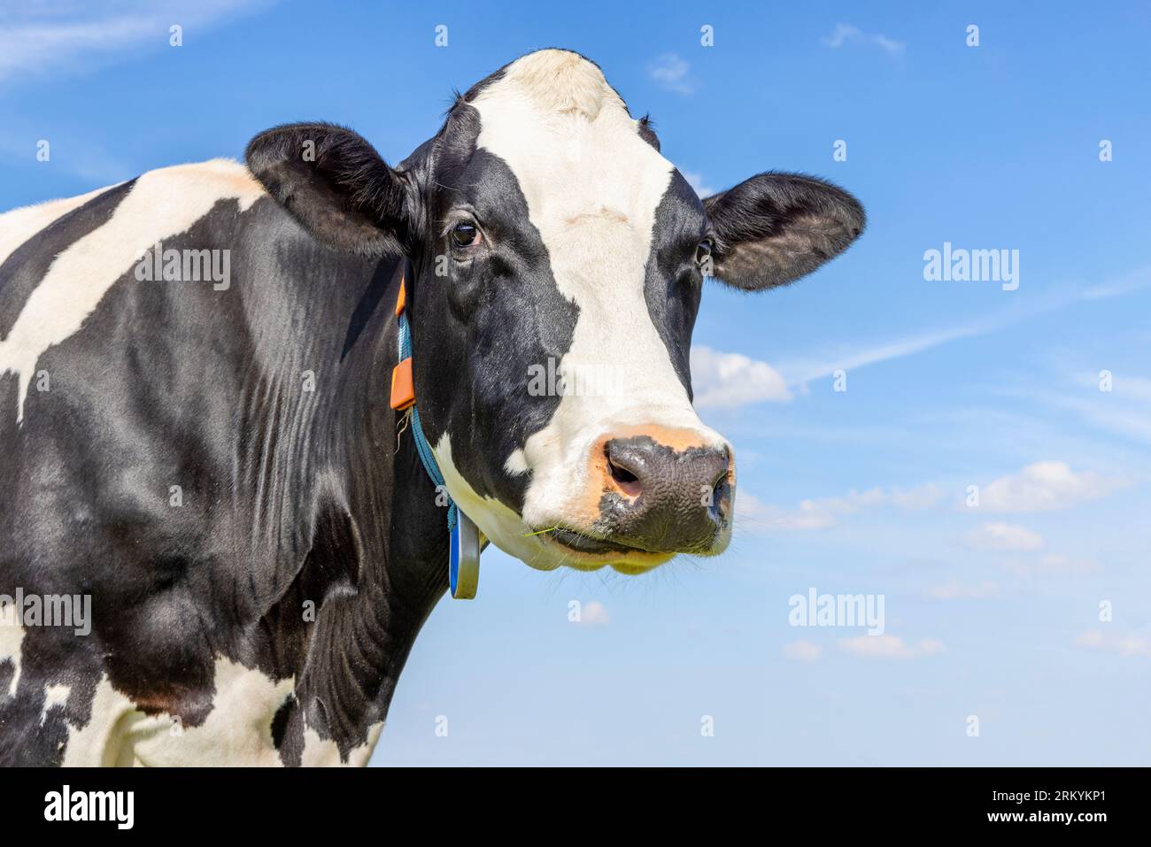 Ritratto di una mucca da latte vecchia e scontrosa, fiamme bianche ed espressione morbida matura, bianco e nero dall'aspetto delicato, davanti a un cielo blu Foto Stock