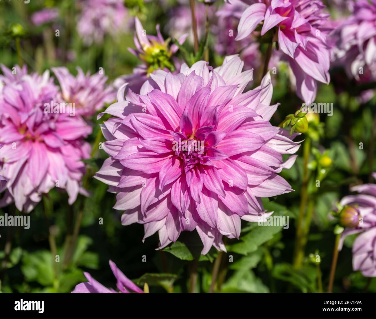 La dahlia (nome, Babylon Rose) nel giardino dahlia Baden vicino al vicolo lichtentaler. Baden-Baden, Baden Wuerttemberg, Germania Foto Stock