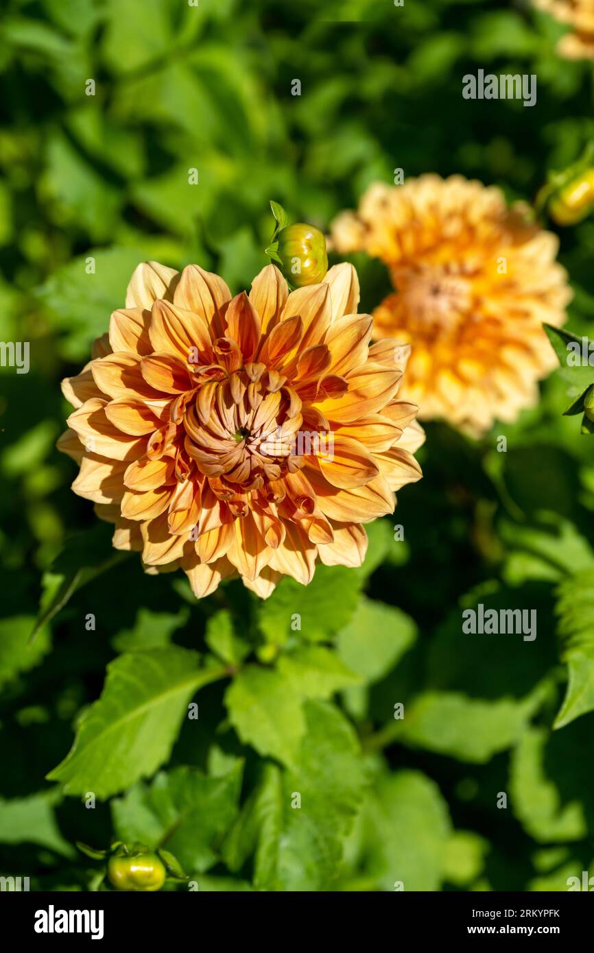 Il dahlia (nome, armonia Hapet) nel giardino dahlia Baden vicino al vicolo lichtentaler. Baden Baden, Baden Wuerttemberg, Germania Foto Stock