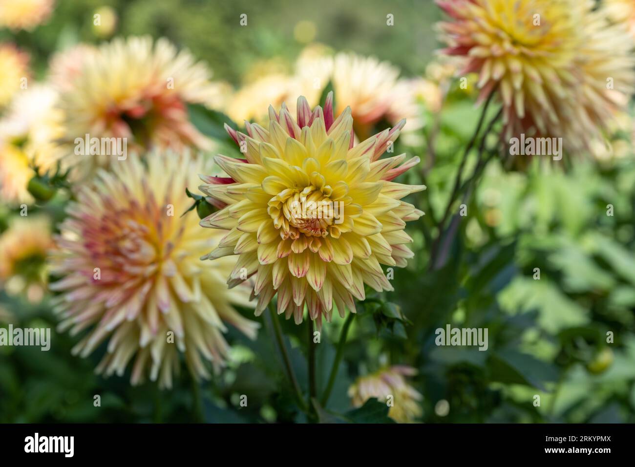 La dahlia (nome, esplosione di Hapet) nel giardino dahlia di Baden Baden vicino al vicolo lichtentaler. Baden Baden, Baden Wuerttemberg, Germania Foto Stock