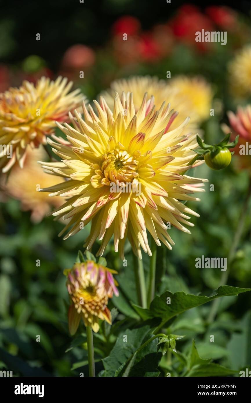La dahlia (nome, esplosione di Hapet) nel giardino dahlia di Baden Baden vicino al vicolo lichtentaler. Baden Baden, Baden Wuerttemberg, Germania Foto Stock