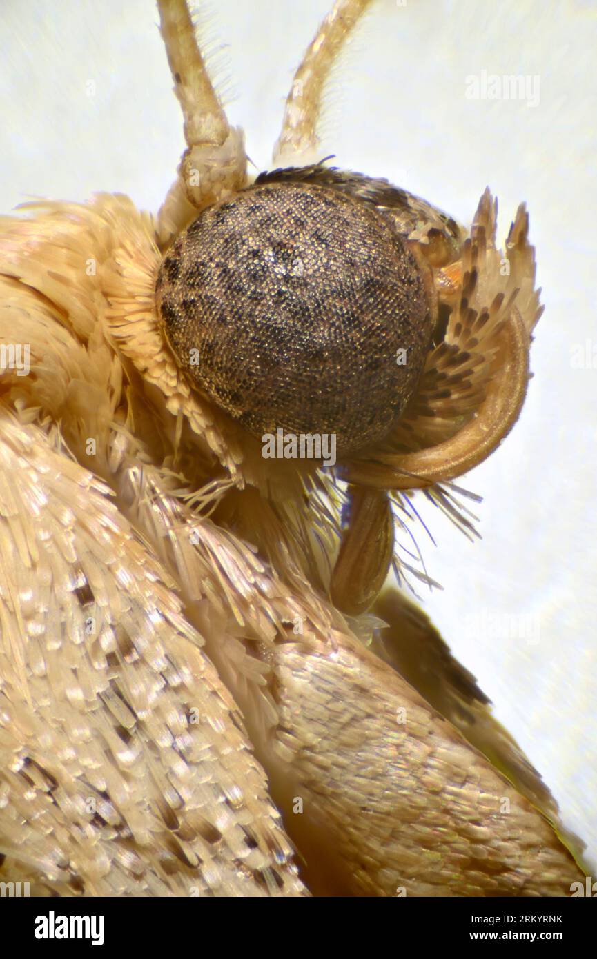 Immagine al microscopio della testa di una micro falena che mostra i suoi occhi composti e le scaglie piume sull'ala Foto Stock