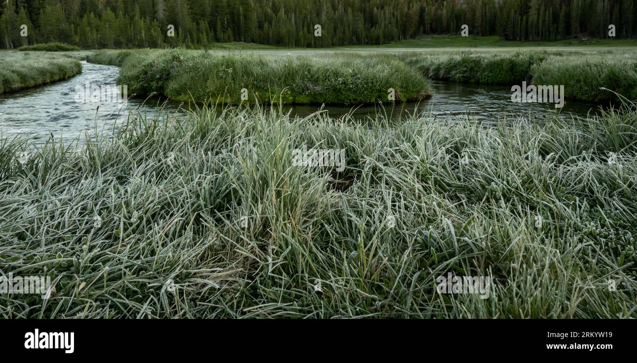 Frosty Grasses di fronte a Kings Creek nel Lassen Volcanic National Park Foto Stock