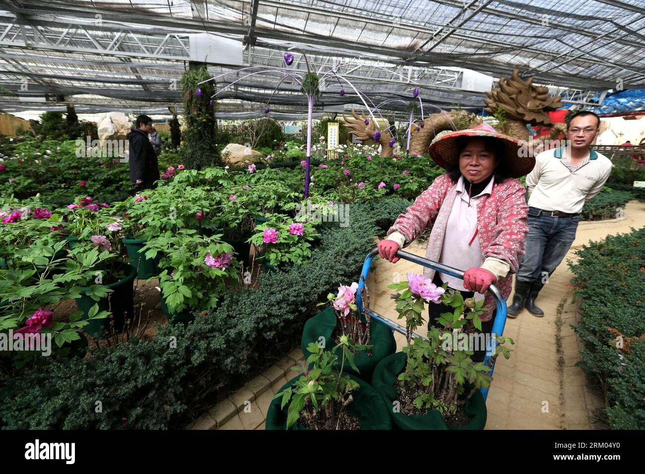 Bildnummer: 59322538 Datum: 09.03.2013 Copyright: imago/Xinhua Un membro dello staff (front) trasferisce peonie in vaso per uno spettacolo di peonie a Nantou, nel sud-est della Cina, Taiwan, 9 marzo 2013. Un festival culturale di peonia è stato aperto al Sun Link Sea Forest Park il 9 marzo. Oltre 8.000 peonie di circa 50 specie provenienti dalla provincia di Henan della Cina centrale saranno esposte in una mostra allegata fino alla fine di maggio. (Xinhua/Xie Xiudong) (xzj) CHINA-NANTOU-PEONY SHOW (CN) PUBLICATIONxNOTxINxCHN Gesellschaft Blumen Pfingstrose Blumenschau x0x xds 2013 quer 59322538 Data 09 03 2013 Copyright Imago XINHUA a staff m Foto Stock