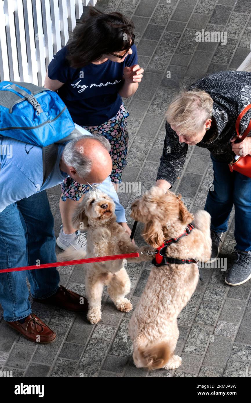 Big Woof Festival al Kings Cross Coal Drops yard di Londra per celebrare la giornata internazionale dei cani. Foto Stock