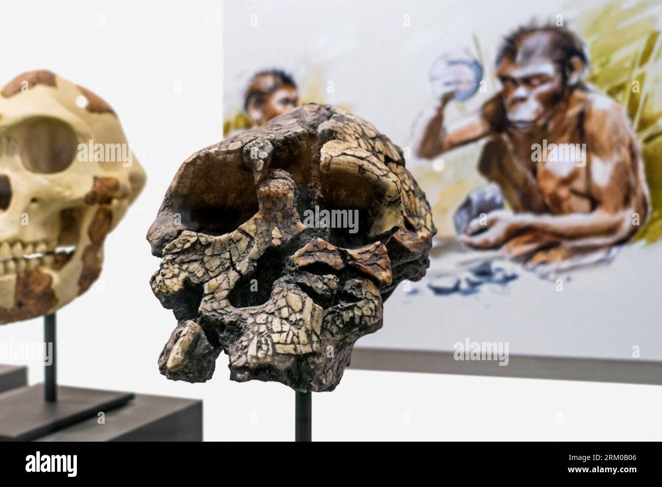 Replica del cranio di Touma, Sahelanthropus tchadensis, Homininae datata a circa 7 milioni di anni fa, epoca miocenica scoperta nel Ciad settentrionale Foto Stock