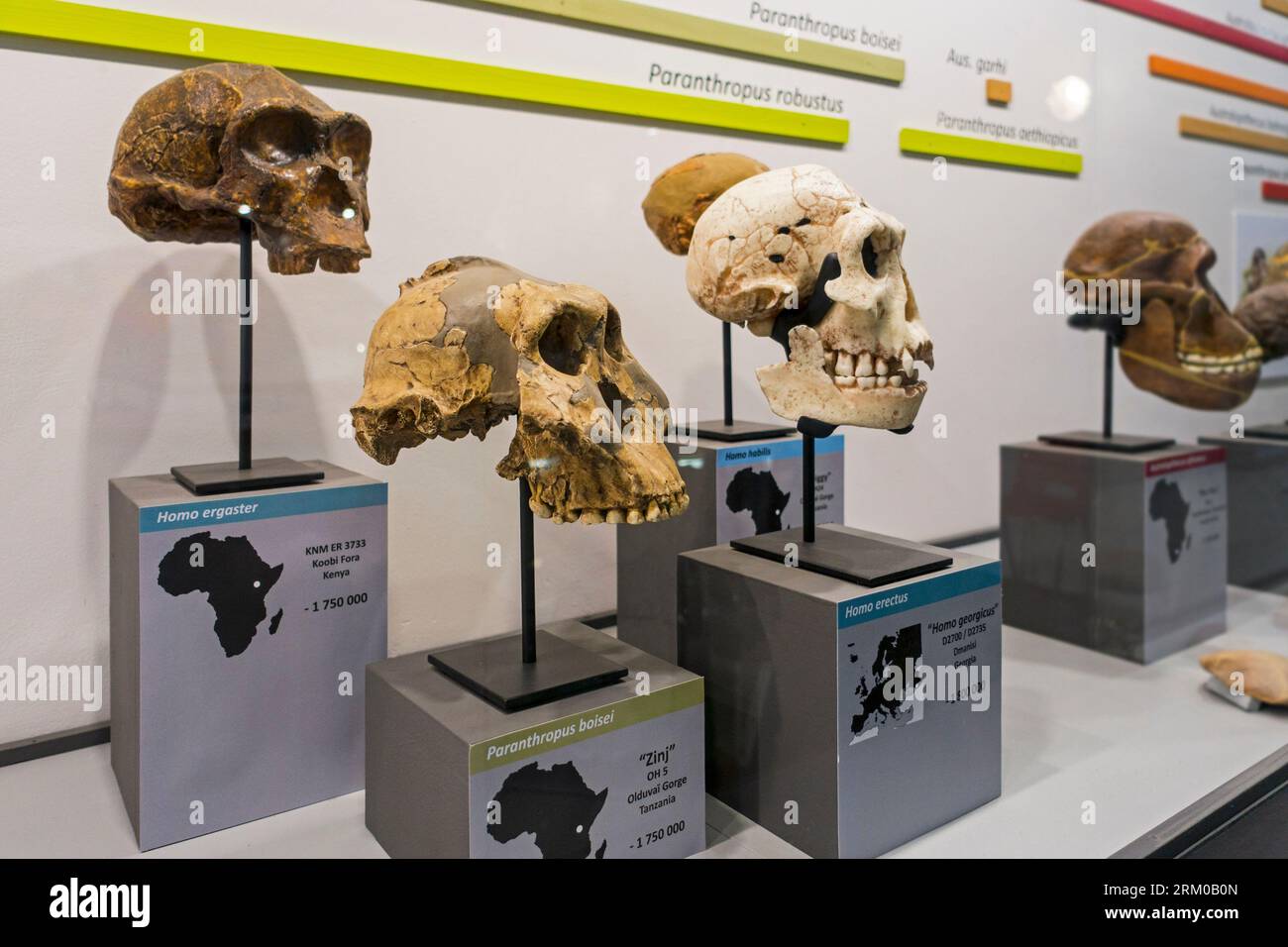 Collezione di riproduzioni preistoriche del cranio di Homininae, ominidi africani come Paranthropus boisei, Homo erectus, Homo habilis e Homo ergaster Foto Stock