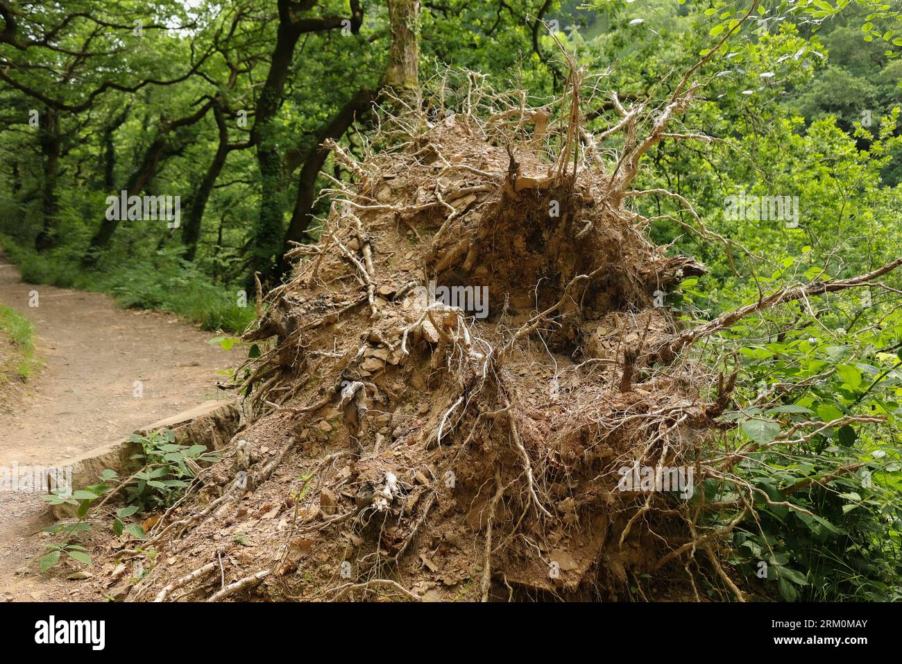 Parco Nazionale di Exmoor Foto Stock