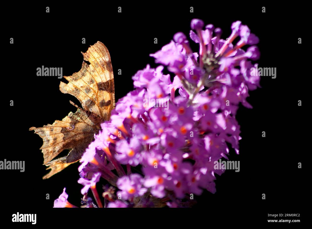 Comma Butterfly (poligonia c-album) su Budda Flower (Budda) Foto Stock
