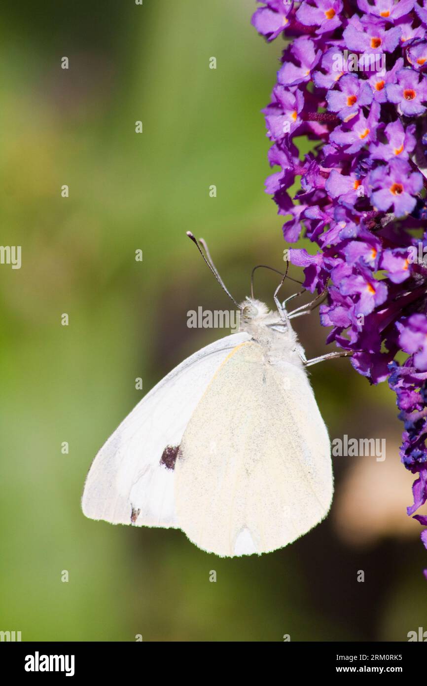 Cavolo White Butterfly Sucking Nectar (Pieris rapae) su buddleia (buddleja) Hook Noton Oxfordshire Inghilterra regno unito Foto Stock