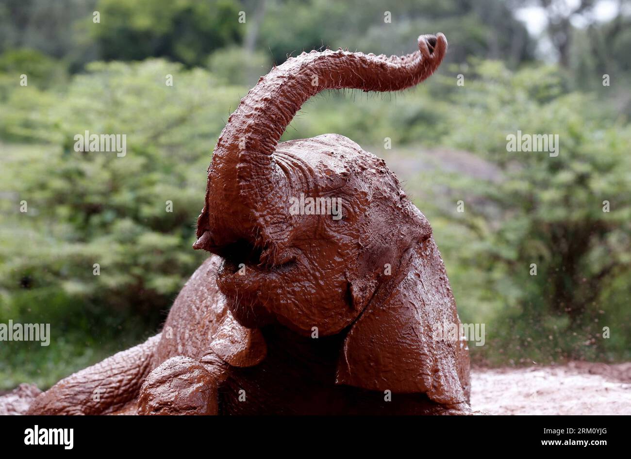 Bildnummer: 59482336 Datum: 07.04.2013 Copyright: imago/Xinhua an Elephant Calf plays in mud puddle at the Sheldrick Elephant Orphanage in Nairobi, capitale del Kenya, 7 aprile 2013. I vitelli di elefante orfani orfani dal bracconaggio vengono portati nell'orfanotrofio da tutto il paese. Qui ricevono un trattamento estremamente specializzato e ricevono letteralmente cure personali 24 ore al giorno da personale altamente dedicato che diventano madri surrogate ai vitelli. Secondo le statistiche del Kenya Wildlife Service, la popolazione di elefanti nel paese è stimata a 37.000. (Xinhua/Zhang Chen) KENYA-NAIROBI-ELEPH Foto Stock