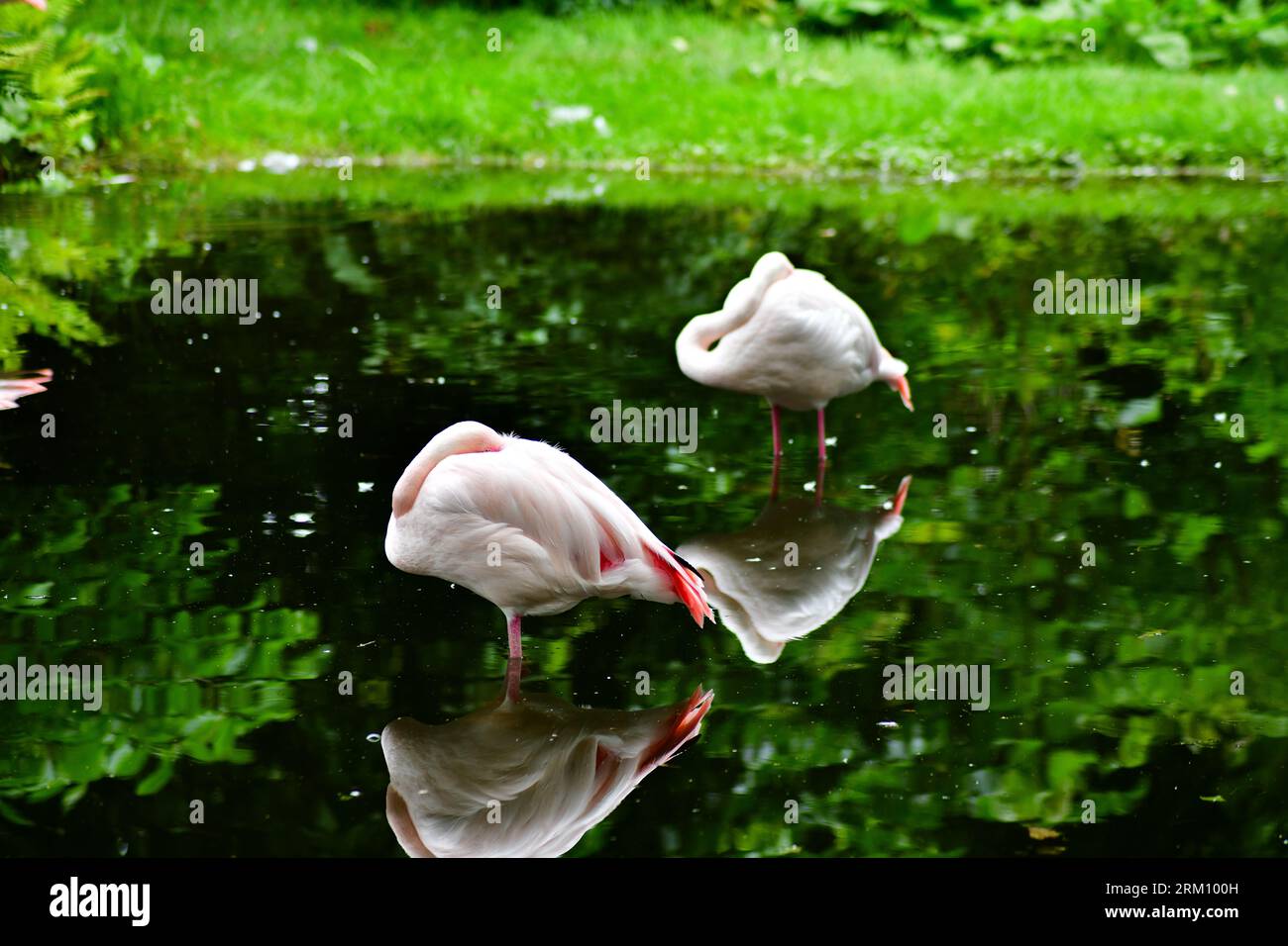 Due fenicotteri rosa nello stagno. Bellissimi riflessi in acqua. Foto Stock
