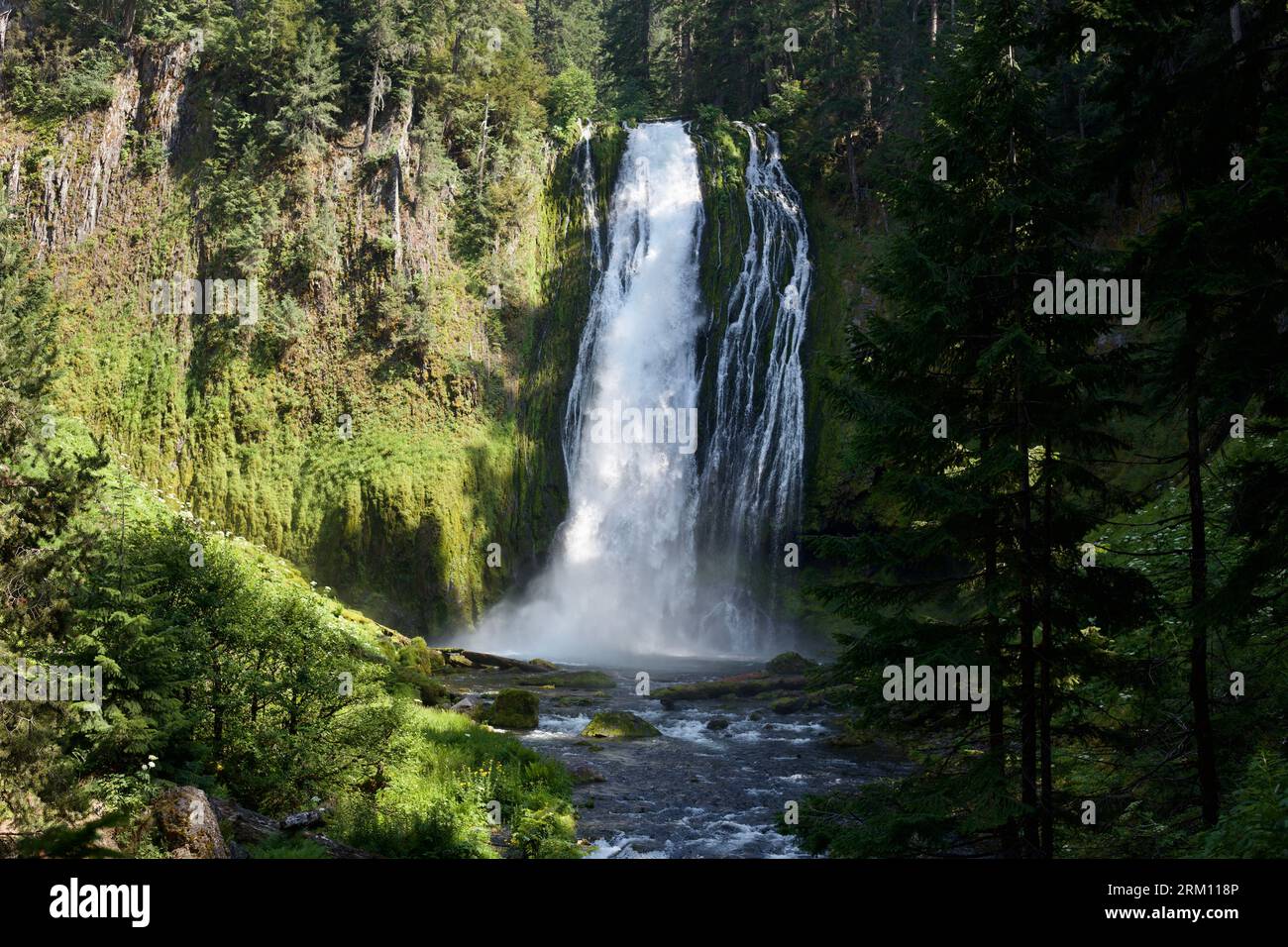 Una cascata forestale in Oregon, Stati Uniti Foto Stock